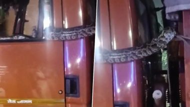 Giant Python Found in Greater Noida Video: Huge Snake Enters Truck Cabin, Rescued by Officials; Viral Clip Surfaces